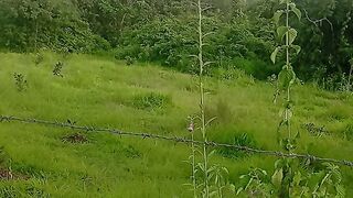 Nature#Konkan