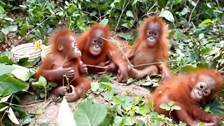 How to reach to India these baby orangutan, nobody knows
