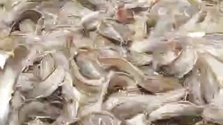 4 Faktor yang membuat ikan lele NAFSU makan