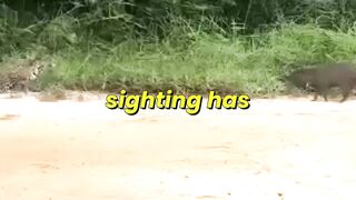 Capybara Sighting Confirmed As Samba Hunt Continues