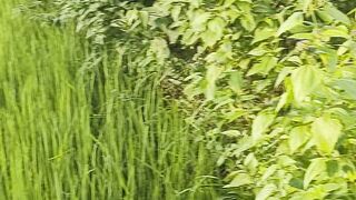 The natural scenery looks very beautiful
