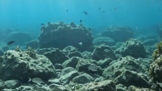 Giant Grouper Emerges From a Hidden Reef | Incredible Ocean Wildlife