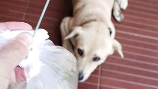 Dog's daily Life