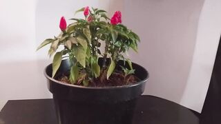 cultivando pimenta