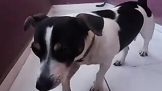 skayp