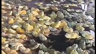 _马来西亚 _牛蛙 _田鸡 _饲料 _养殖 牛蛙音乐🎵(480P_SD).mp4