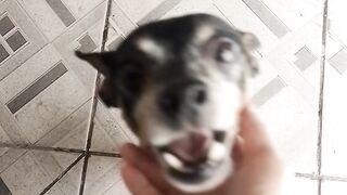 Filho de 4 patas