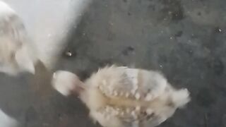 Essas galinhas são muito fofas!
