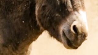 El secreto del baño de tierra