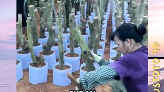 Proses Pembibitan Pohon Leci dengan Teknik Cangkok versi PLUSTOTO4D