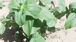 Minha bela flor!