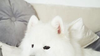 How much would you pay for a dog?