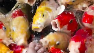 Feeding ornamental koi fish