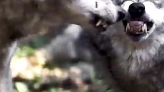 African Wild Dog’s Lone-Wolf Survival