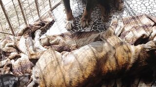 Cachorrinhos nasceram e são lindos