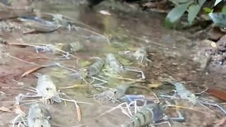 Found shrimp scattered everywhere