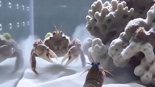 Crab vs shrimp which one wins?