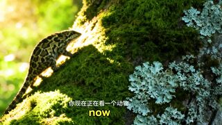 Incredible Masters of Camouflage | 隐形杀手：自然界最强伪装大师
