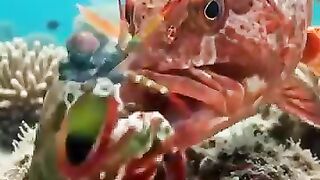 Grouper fish tries to prey on stronger shrimp
