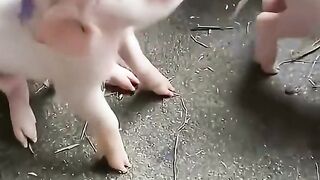 Vídeos engraçados 😄🤣 2