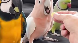Cute Parrots 3
