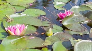 Under the lotus plant you can see many fish.