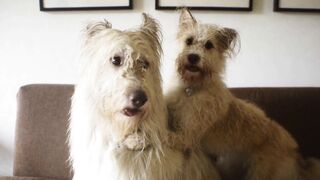 Do you love dogs but hate finding hair all over your home? 🐶