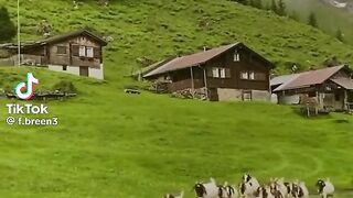Hazoar paak ki Bakriyan