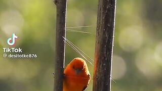 Beautiful Bird Nest