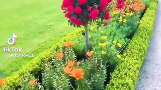 Beautiful Flowers 8