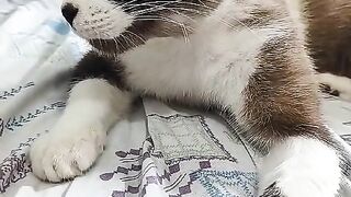 CAT Funny