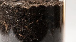 "Cherry Tomato Growth Timelapse — Seed to Fruit in a Transparent Pot 🍅"