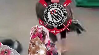 curintias galinhada