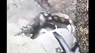 Suleimanking 1001 8