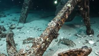 Anglerfish, Tiny Seahorse & Hidden Fish | Incredible Underwater Discovery