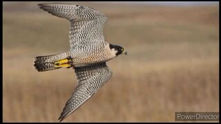 Falco peregrinus jerdoni