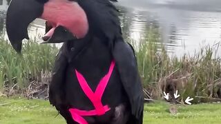 Speaking parrot