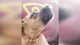 FUNNY WITH ANIMALS / Funny cats / Dogs / Funny animals