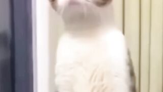 OMG Amazing Cats