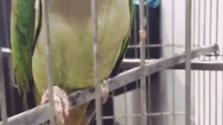 Beautiful speak parrot ????