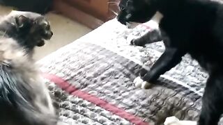 Cats Funny Conservation