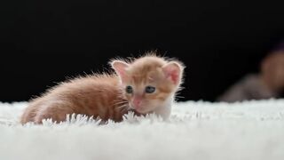 Many_Cute_Kittens_Collection_8K_Video_ULTRA_HD(480p).