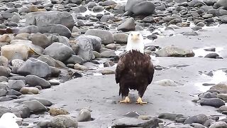 Eagle