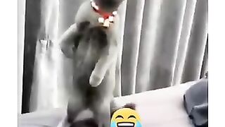 New funny cat #shorts