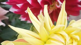 Indian Dahlia