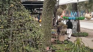 Buxus