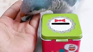 Amazing Parrot Video So Cute