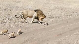 Animal's Lion