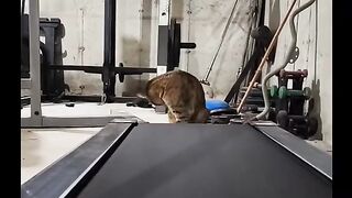 Cat on the treadmill