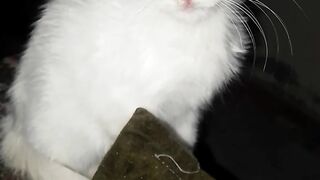 beautiful persian kitten